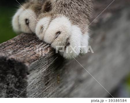 Grey Cat Paws Standing Grey Cat Paws Standing 39386584