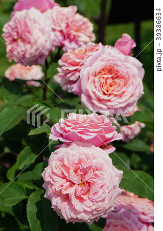 コーラルピンクが美しいバラ コーラルピンクが美しいバラ 39386634