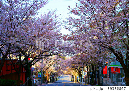 サクラのトンネル サクラのトンネル 39386867