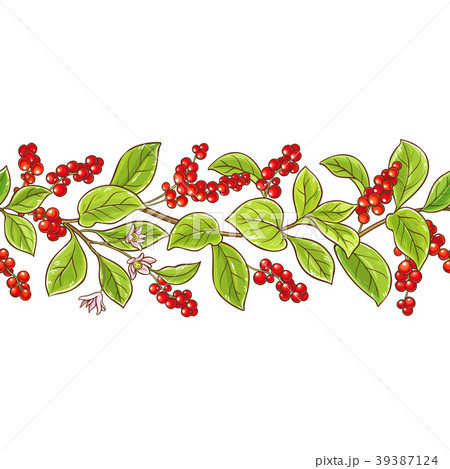 schisandra branch vector pattern 39387124