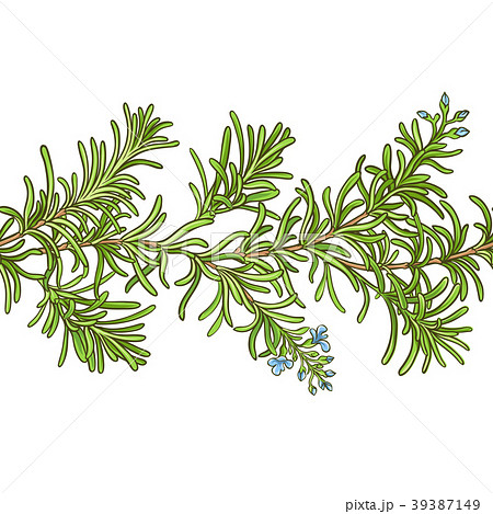 rosemary branch vector pattern 39387149