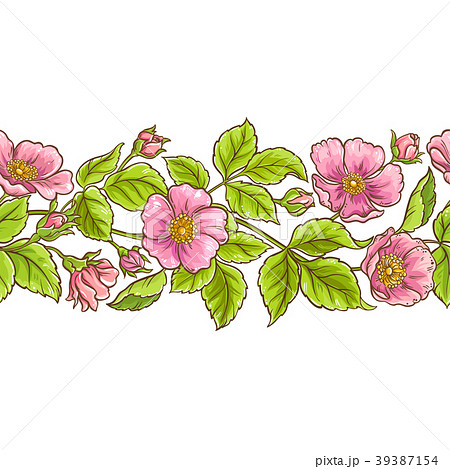 wild rose vector pattern 39387154