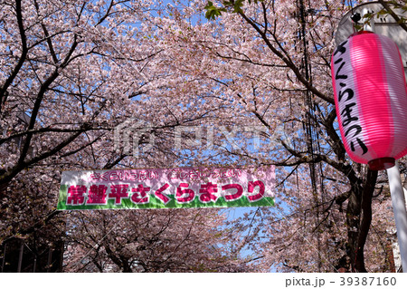 常盤平さくらまつり(松戸市) 常盤平さくらまつり(松戸市) 39387160