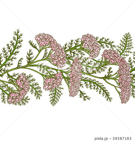 milfoil vector pattern 39387163