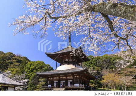 根来寺　桜 39387293