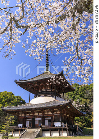 根来寺　桜 39387296