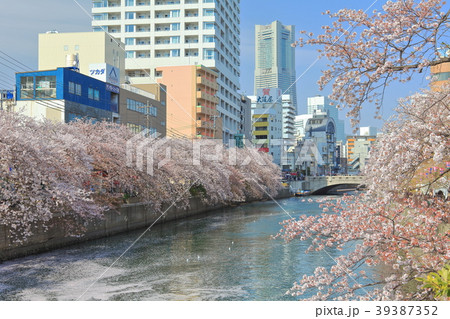 満開の大岡川桜まつり 39387352