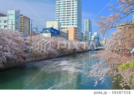 満開の大岡川桜まつり 39387358