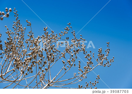 Beautiful dried flowers on tree branches. Beautiful dried flowers on tree branches. 39387703