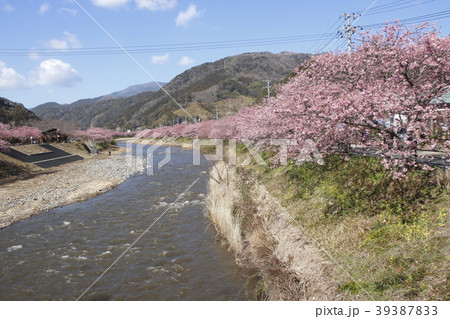 河津桜と菜の花 河津桜と菜の花 39387833