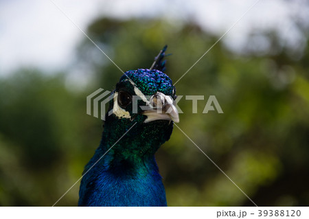 Indian Peacock in a Garden Indian Peacock in a Garden 39388120