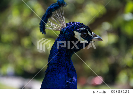 Indian Peacock in a Garden Indian Peacock in a Garden 39388121
