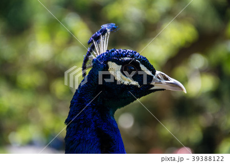 Indian Peacock in a Garden 39388122