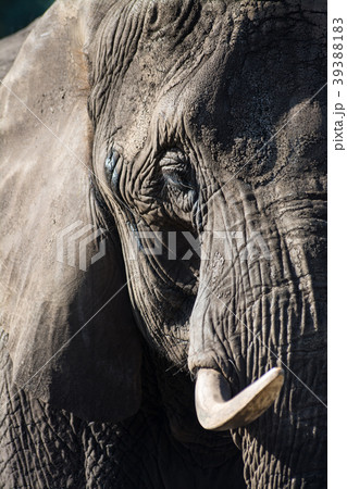 Close-Up Elephant 39388183