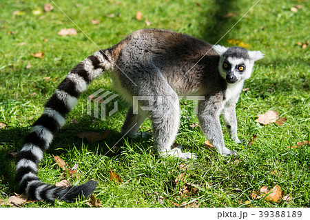Ring-Tailed Lemur 39388189