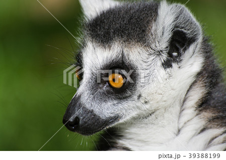 Ring-Tailed Lemur Ring-Tailed Lemur 39388199