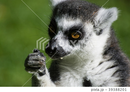 Ring-Tailed Lemur Ring-Tailed Lemur 39388201