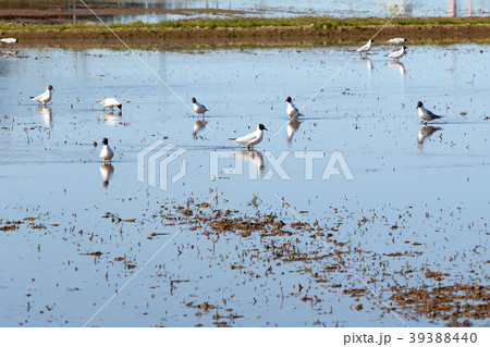 春の水田　ユリカモメ 39388440