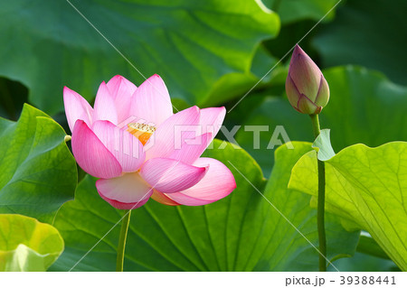 ハスの花　蓮　大賀ハス 39388441