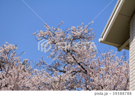 青空と満開の桜の花 青空と満開の桜の花 39388788