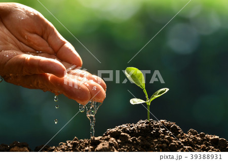 Farmer's hand watering a young plant 39388931