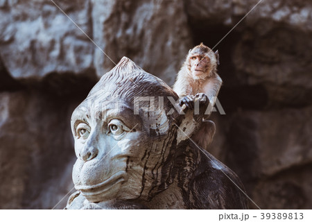 Funny anxious monkey seeks protection of stone God Funny anxious monkey seeks protection of stone God 39389813
