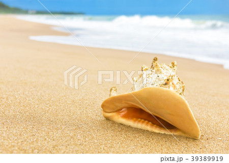 Shell on the tropical beach Shell on the tropical beach 39389919