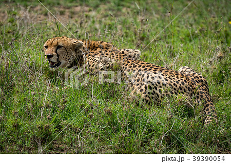 Close-up of cheetah lying on grassy plain Close-up of cheetah lying on grassy plain 39390054