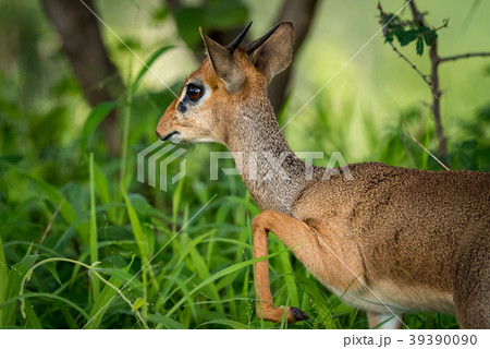 Close-up of Kirk dik-dik lifting front leg 39390090