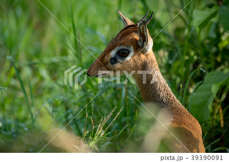 Close-up of Kirk dik-dik standing in grass Close-up of Kirk dik-dik standing in grass 39390091