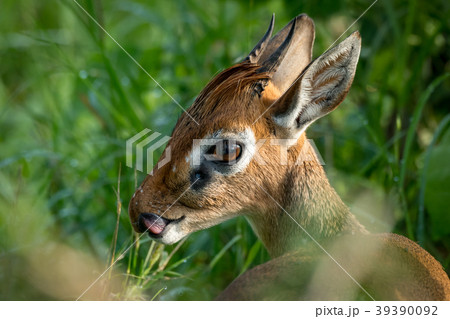 Close-up of Kirk dik-dik with tongue showing 39390092