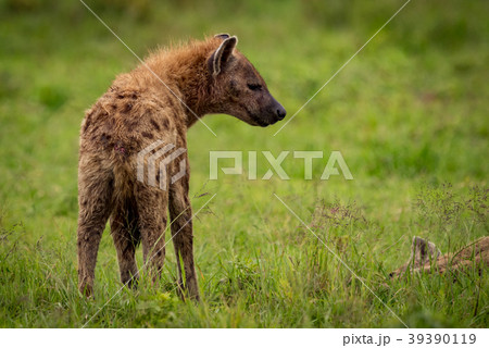 Close-up of spotted hyena looking towards another 39390119