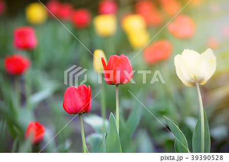 Tulip Flower in Garden. Tulip Flower in Garden. 39390528
