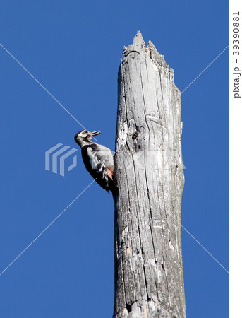 Woodpecker 39390881