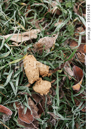 Brown dog poop in the grass of a garden Brown dog poop in the grass of a garden 39391848