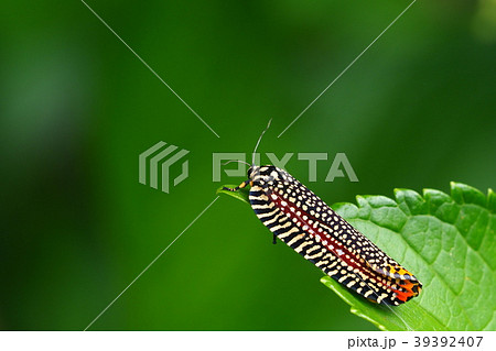 ビロードハマキ 39392407