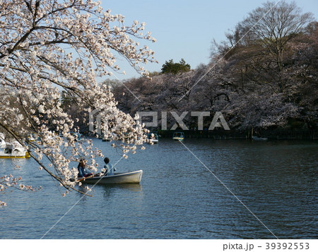 井の頭公園のさくら(日本さくらの名所100選) 井の頭公園のさくら(日本さくらの名所100選) 39392553