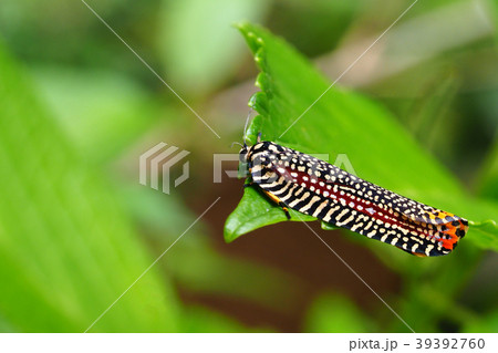 ビロードハマキ ビロードハマキ 39392760