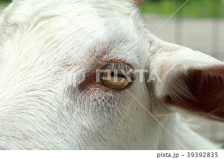 ヤギの目アップ 山羊 動物の写真素材 ヤギの目アップ 山羊 動物の写真素材