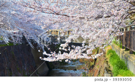 山崎川の桜 39393050