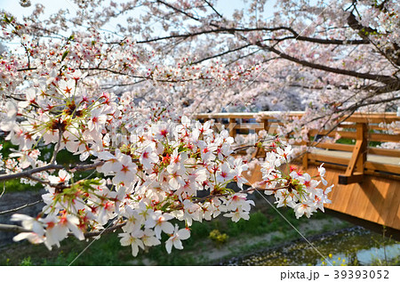 山崎川の桜と鼎小橋 山崎川の桜と鼎小橋 39393052