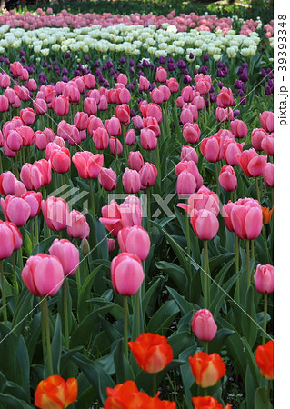 チューリップ畑 ( 2018年3月31日 ) 39393348