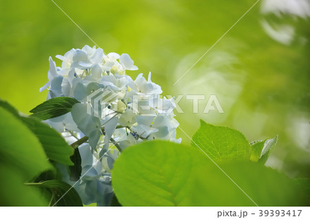 あじさい 39393417