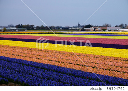 キューケンホフ近郊のヒヤシンス畑 39394762