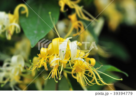 スイカズラの花の写真素材