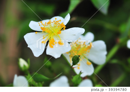 野バラの白い花の写真素材