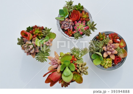 多肉植物 多肉植物 39394888