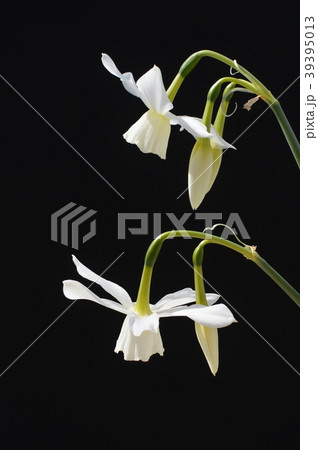 しずく水仙 39395013