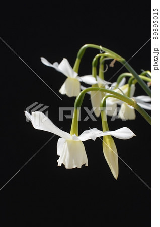 しずく水仙 39395015