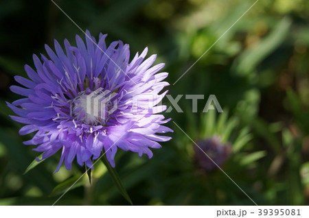 さわやかなストケシア さわやかなストケシア 39395081